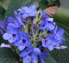 CAMARÃO AZUL (Eranthemum pulchellum) 