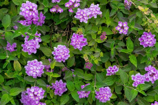  CAMBARA LILAS (Lantana montevidensis)