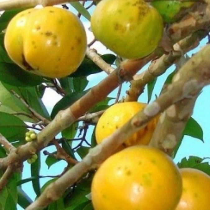 Sítio da Mata - cambuca      marlierea  edulis