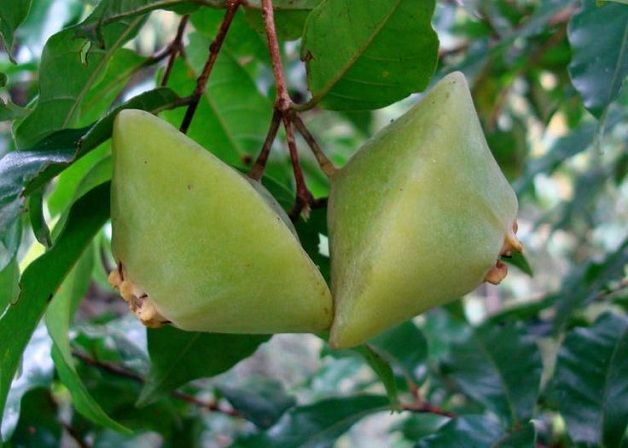 CAMBUCI (Campomanesia phaea) 