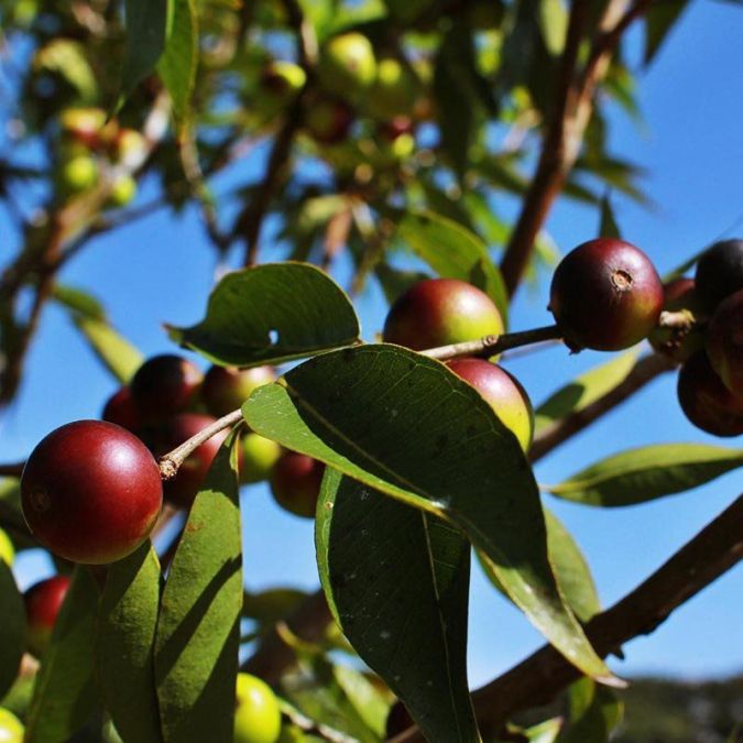 CAMU CAMU (Myrciaria dubia)