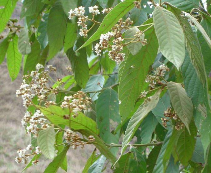 Canela Amarela (Nectandra lanceolata) 