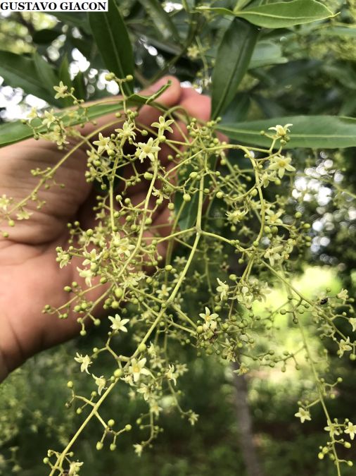 Sítio da Mata - Canela de Veado (Helietta appiculata)