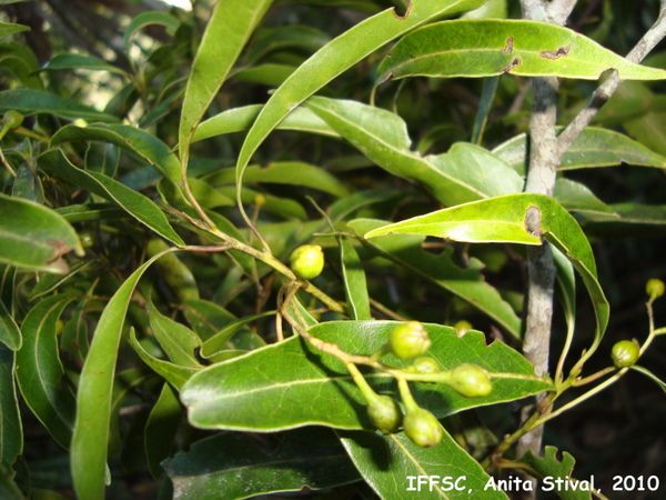 Sítio da Mata - CANELA-FEDIDA (Ocotea corymbosa )