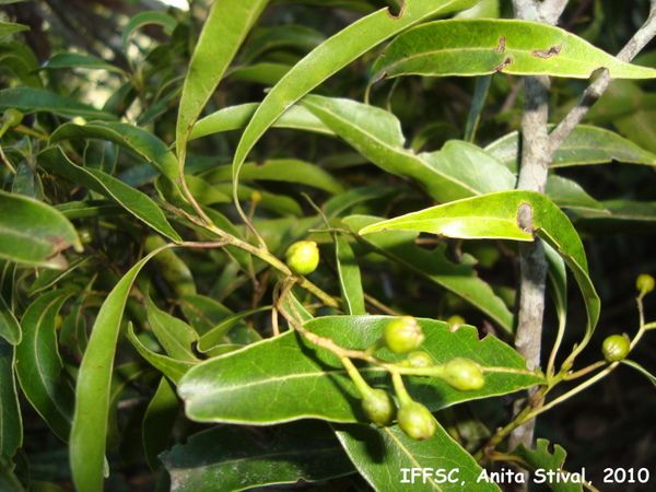 CANELA-FEDIDA (Ocotea corymbosa )