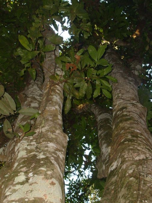  CANELINHA(Nectandra megapotamica) 