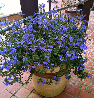 CANHOTA AZUL - FLOR CANHOTA (Scaevola aemula)