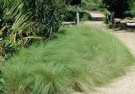 Capim Chorao (Pennisetum setaceum) 