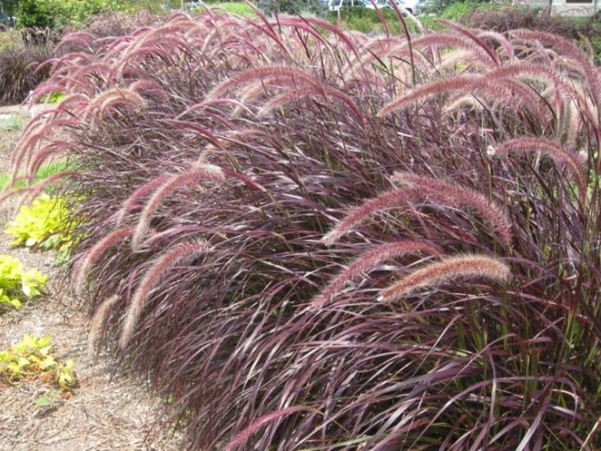 Capim do Texas (pennisetum setaceum rubrum)