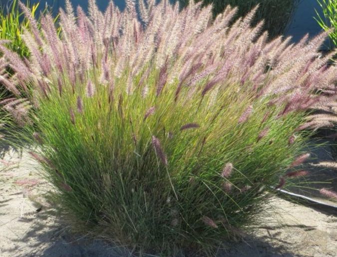 CAPIM DO TEXAS VERDE (Pennisetum setaceum)