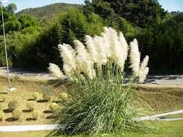 Sítio da Mata - CAPIM DOS PAMPAS (Cotaderia selloana)