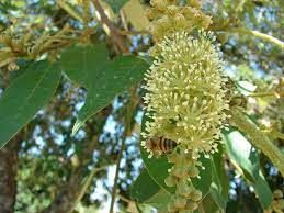 CAPIXINGUI (Croton florigundus) 