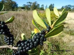 Sítio da Mata - CAPOROROCA VERMELHA (Myrsine coriacea) 
