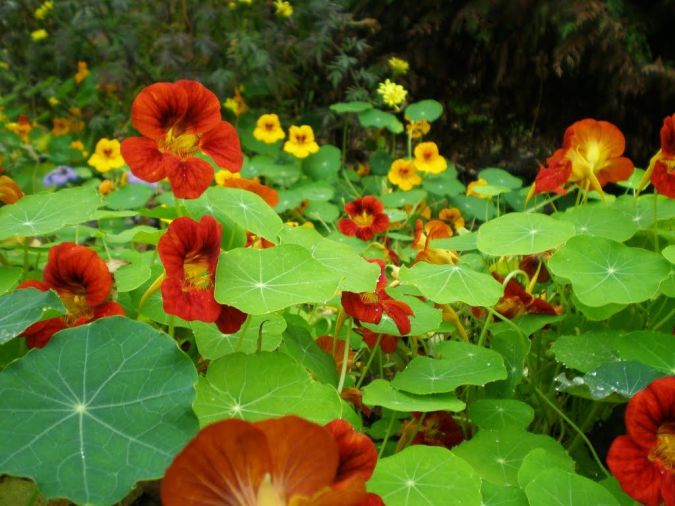 CAPUCHINHA (Tropaeolum majus) 