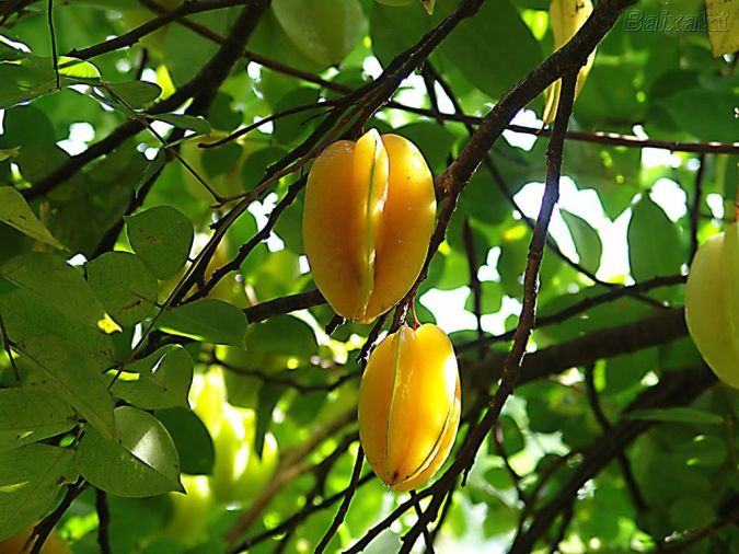 carambola     averrhoa