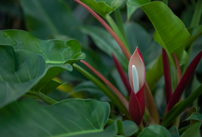 CASCATA (Philodendron spp)