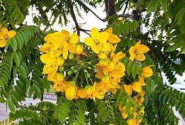 FALSA BARBATIMAO (Cassia leptophylla) 