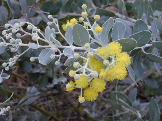 Cassia Mimosa (Acacia podalyriifolia)