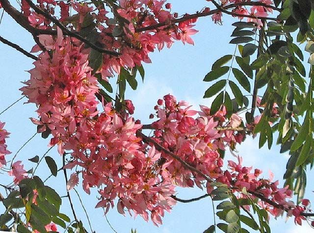 Sítio da Mata - ACACIA ROSA (Cassia grandis) 