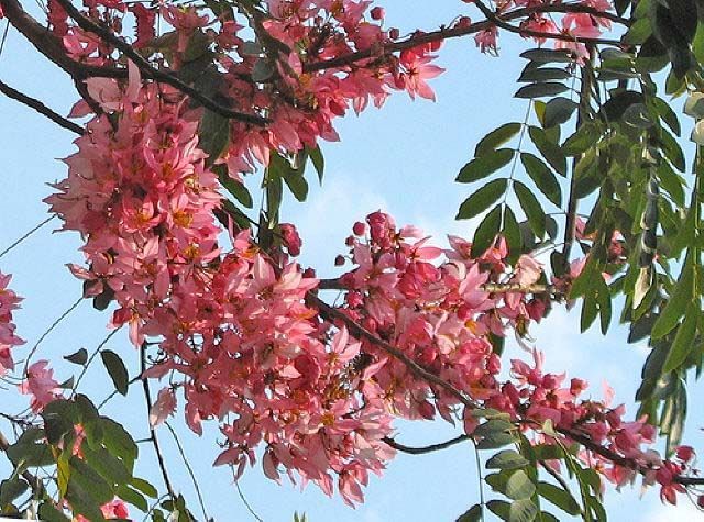 ACACIA ROSA (Cassia grandis) 