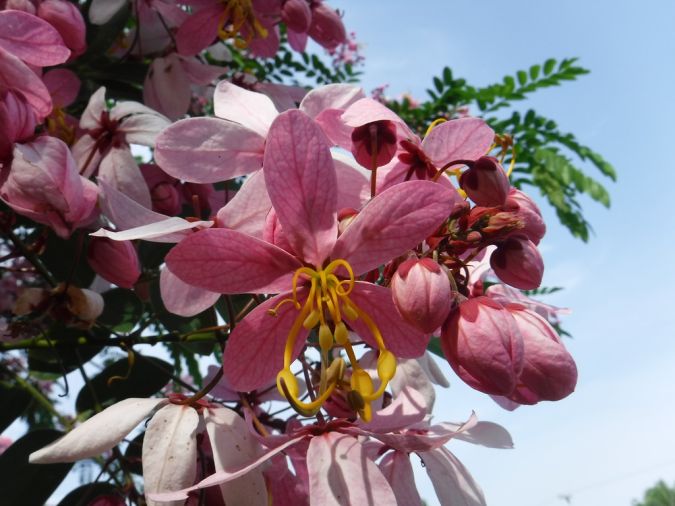 Sítio da Mata - ACACIA JAVANEZA (Cassia javanica L.)  
