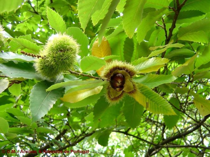 CASTANHA PORTUGUESA (Castanea sativa)