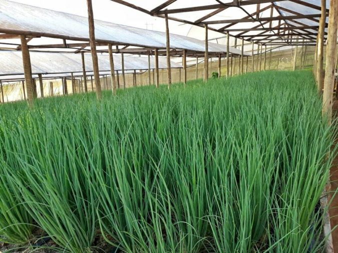 Sítio da Mata - CEBOLINHA (Allium fistulosum) 