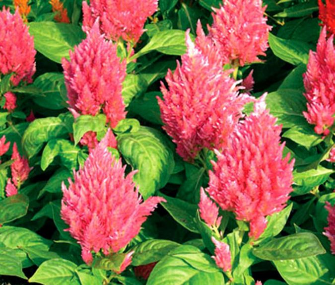 Sítio da Mata - FLORES ORNAMENTAIS Celósia-Plumosa ANÃ GLITTERS SÉRIES SORTIDA