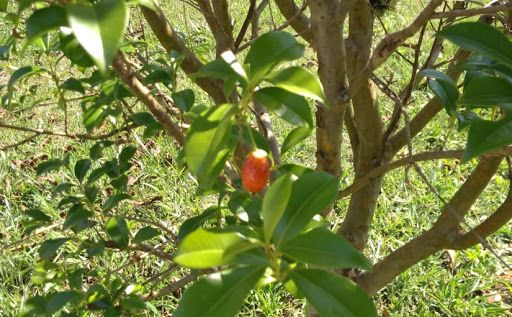 CEREJA DO RIO GRANDE (Eugenia involucrata)