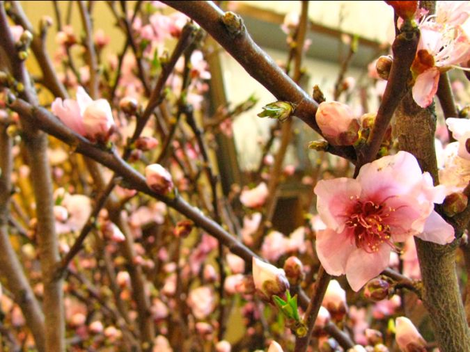 CEREJA JAPONESA (Prunus Campanulata)