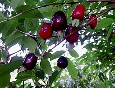 Sítio da Mata - CEREJA DO MATO (Eugenia involucrata) 