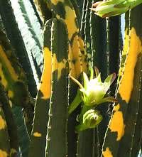 CACTO MANDACARU BRASILEIRO (Cereus jamacaru)