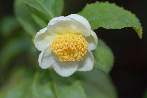 Cha Preto ou Cha da Índia (Camellia sinensis)