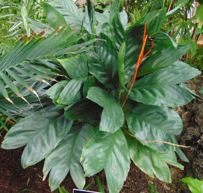 Sítio da Mata - PALMEIRA CHAMAEDOREA METÁLICA (Chamaedorea metallica)