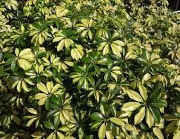 Sítio da Mata - CHEFLERA VARIEGATA (Schefflera arboricola ´Variegata´)
