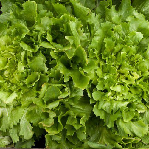 Sítio da Mata - MICROVERDE Chicória ESCAROLA LISA