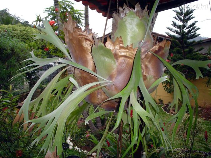 CHIFRE DE VEADO (Platycerium bifurcatum) 