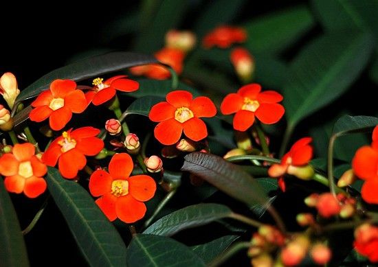 CHIQUITA BACANA (Euphorbia fulgens)