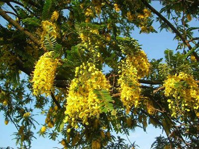 Chuva de Ouro (Cassia ferruginea)