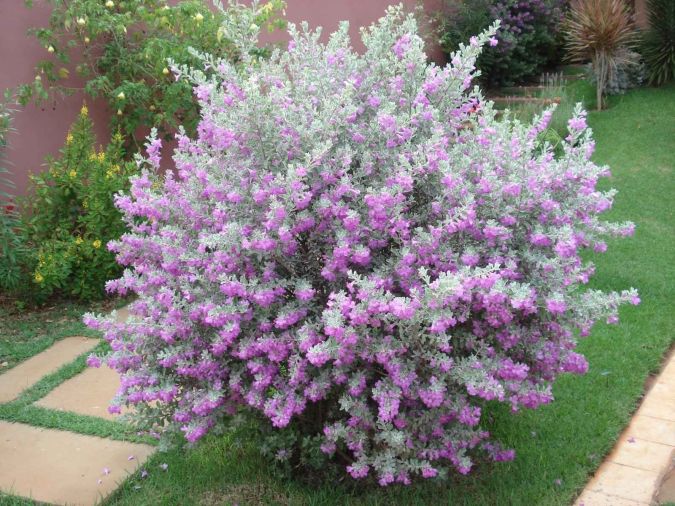 Sítio da Mata - CHUVA DE PRATA - LEUCOFILO (Leucophyllum frutescens)