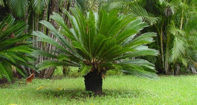 CICA (Cycas revoluteo)