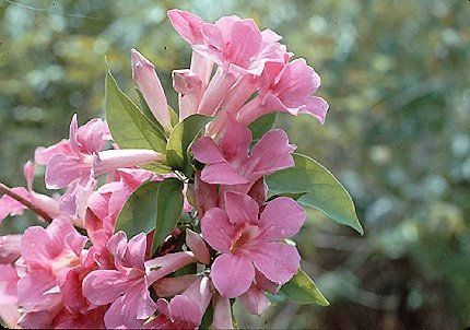 Sítio da Mata - CIPO DE SINO (Mansoa difficilis) 