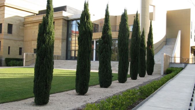  CIPRESTE ITALIANO (Cupressus sempervirens)