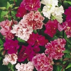 Sítio da Mata - FLORES ORNAMENTAIS Clárquia SORTIDA (Clarkia unguiculata)
