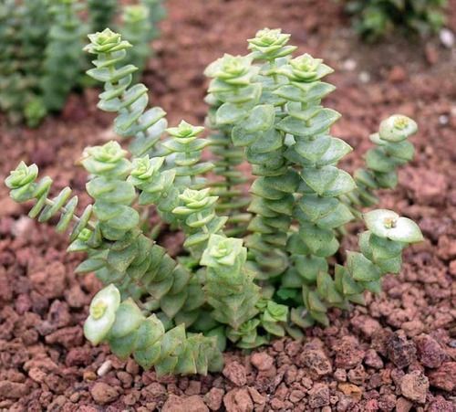 CRASSULA PERFORATA (Crassula perforata ) 