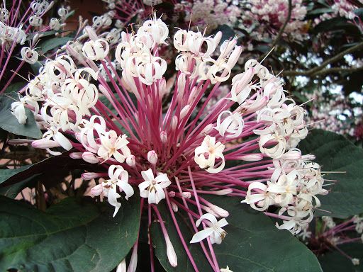 CLERODENDRO COTONETE (Clerodendrum quadriloculare)