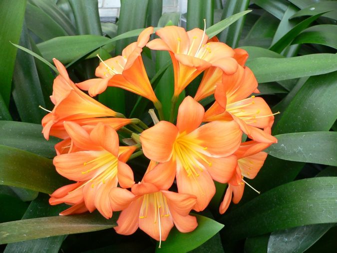 CLÍVIA (Clivia miniata)