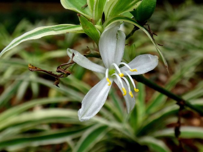 clorofito     chorophytum  comosum