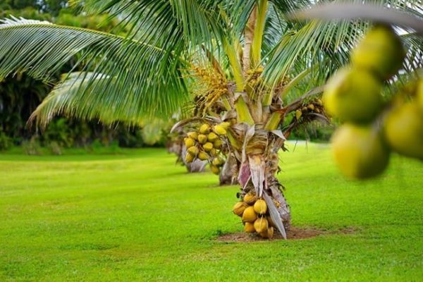 Coco Anao (Cocos nucifera)