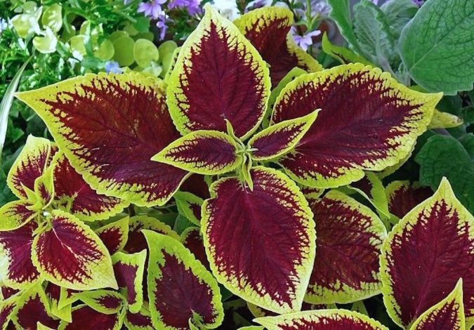 Coleus (Solenostemon scutellarioides)